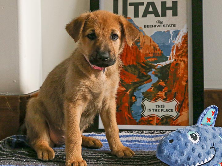 chinook puppy